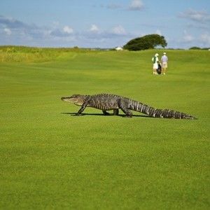 Meet your Posher, Richard